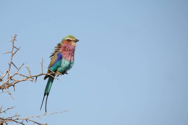 Gabelracke / Leylak göğüslü silindir / Coracias uyarısı