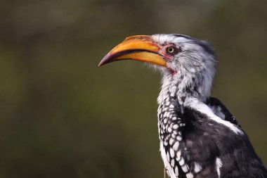 Gelbschnabeltoko / Güneyli sarı gagalı boynuz gagalı / Tockus lögeli