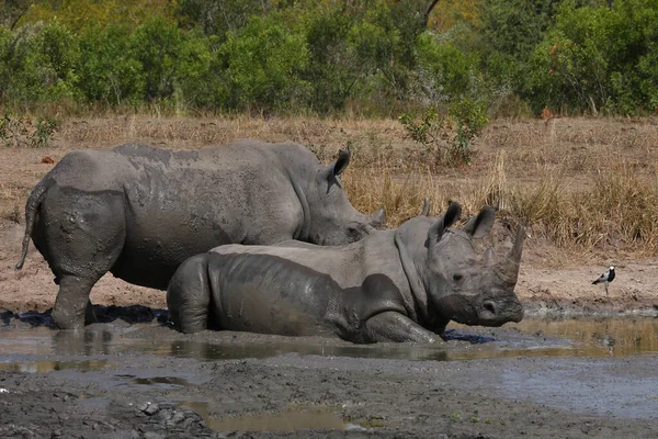 Waffenkiebitz Rinoceronte Lábios Quadrados Blacksmith Lapwing Blacksmith Plover Ceratotherium Simum — Fotografia de Stock