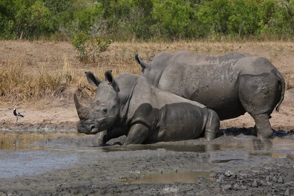 Waffenkiebitz Rinoceronte Lábios Quadrados Blacksmith Lapwing Blacksmith Plover Ceratotherium Simum — Fotografia de Stock