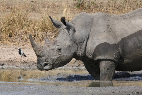 Breitmaulnashorn Und Waffenkiebitz Rinoceronte Labio Cuadrado Herrero Lapwing Herrero Plover —  Fotos de Stock