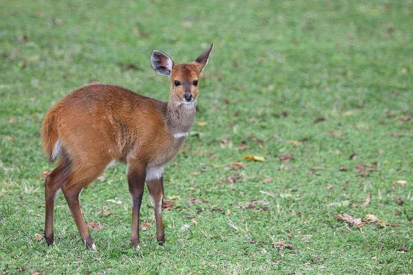 Buschbock Bushbuck Tregelaphus Scriptus — Fotografia de Stock