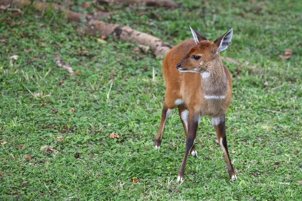 Buschbock Bushbuck Tregelaphus脚本 — 图库照片