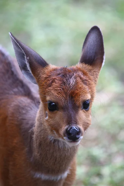 Buschbock Bushbuck Tregelaphus Scriptus — Photo