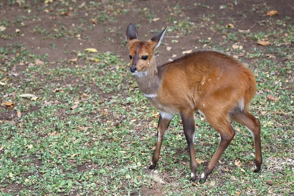 Buschbock Bushbuck Tregelaphus Scriptus — Photo