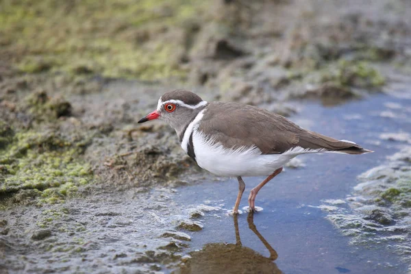 Dreibandregenpfeifer / Three-banded plover or Three-banded sandplover / Charadrius tricollaris