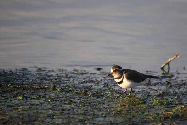 Dreibandregenpfeifer Three Banded Plover Three Banded Sandplover Charadrius Tricollaris — Stock Photo, Image