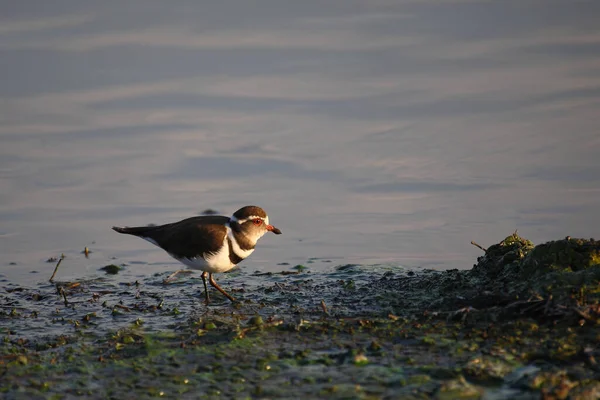 Dreibandregenpfeifer Tribanded Plover Lub Tribanded Sandplover Charadrius Tricollaris — Zdjęcie stockowe