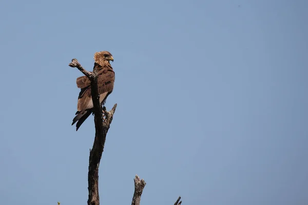 Einfarb Schlangenadler Águia Cobra Marrom Circaetus Cinereus — Fotografia de Stock