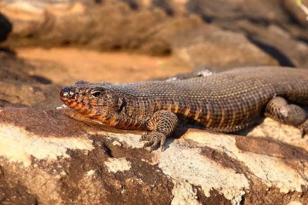 Felsen Schildechse Giant Plated Lizard Gerrhosaurus Validus — Φωτογραφία Αρχείου