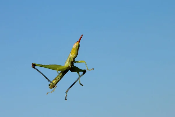 Fluegelloser Grashuepfer Wingless Grasshopper Lentula — стоковое фото