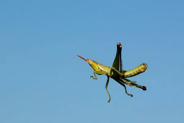 Fluegelloser Grashuepfer Wingless Grasshopper Lentula — стоковое фото