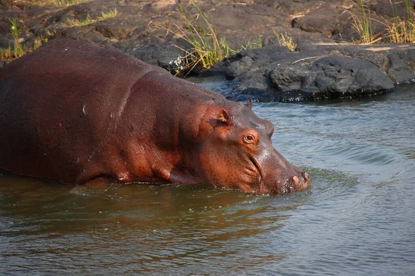 Flusspferd Hippopotame Hippopotame Amphibie — Photo