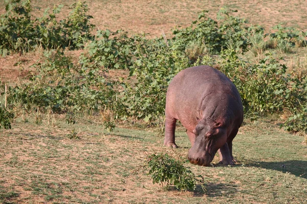 Flusspferd Hippopotamus Hippopotamus Kétéltűek — Stock Fotó