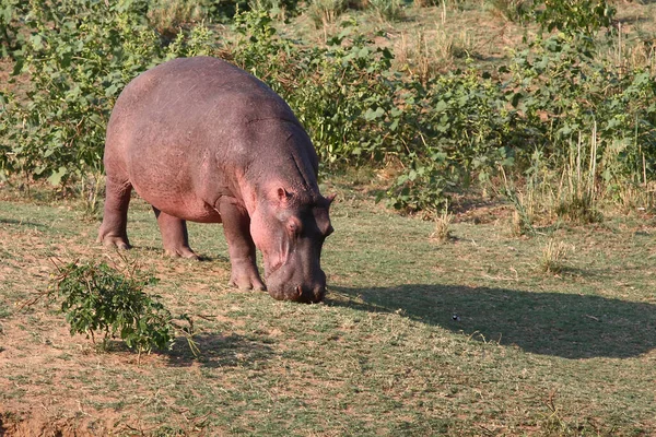 Flusspferd Hippopotamus Hippopotamus Amphibius —  Fotos de Stock