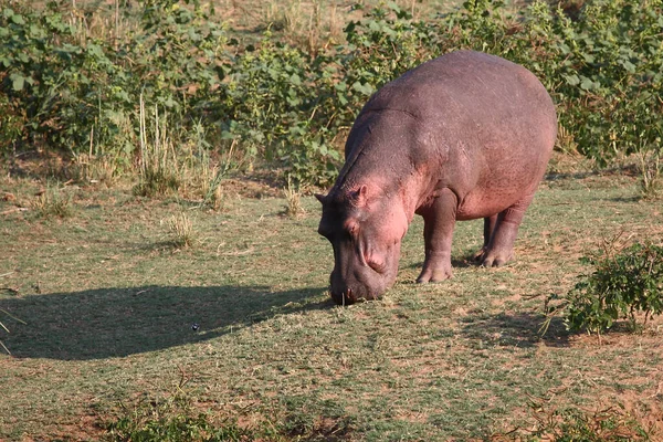 Flusspferd Hippopotamus Hippopotamus Kétéltűek — Stock Fotó