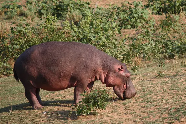 Flusspferd Hroch Hroch Obojživelný — Stock fotografie