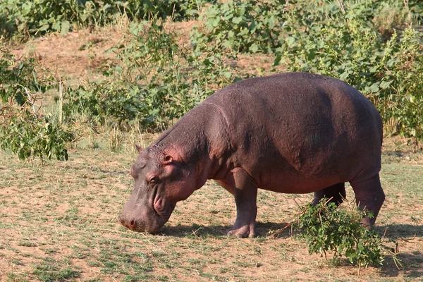 Flusspferd Hippopótamo Hippopótamo Anfíbio — Fotografia de Stock