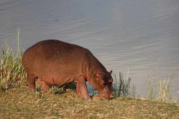 Flusspferd Hippopotamus Hippopotamus Kétéltűek — Stock Fotó