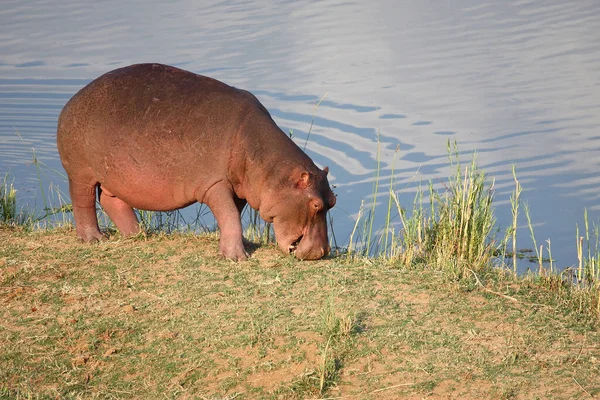 Flusspferd Hippopotamus Hippopotamus Kétéltűek — Stock Fotó