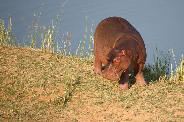 Flusspferd Hippopotamus Hippopotamus Amfibi — Stok fotoğraf