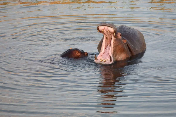 Flusspferd Hipopotam Hipopotam Amfibius — Zdjęcie stockowe