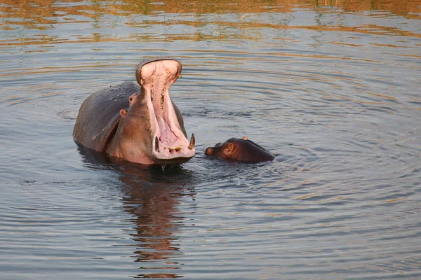 Flusspferd Hippopotame Hippopotame Amphibie — Photo