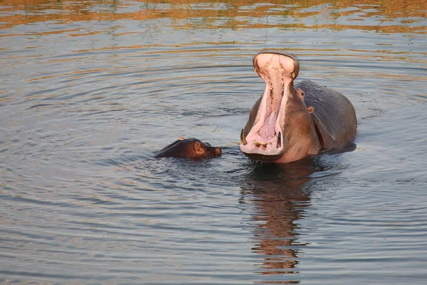 Flusspferd Hippopotamus Hippopotamus Kétéltűek — Stock Fotó