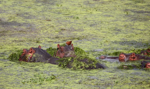 Flusspferd Hippopotamus Hippopotamus Amphibius — Foto de Stock