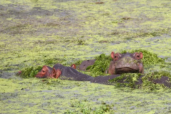 Flusspferd Hippopotamus Hippopotamus Amfibi — Stok fotoğraf