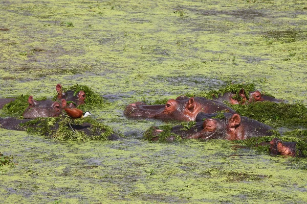Flusspferd Hippopotamus Hippopotamus Amphibius — Foto de Stock