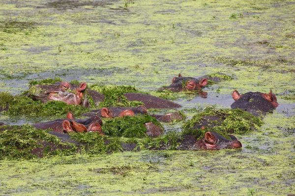 Flusspferd Ippopotamo Ippopotamo Anfibio — Foto Stock