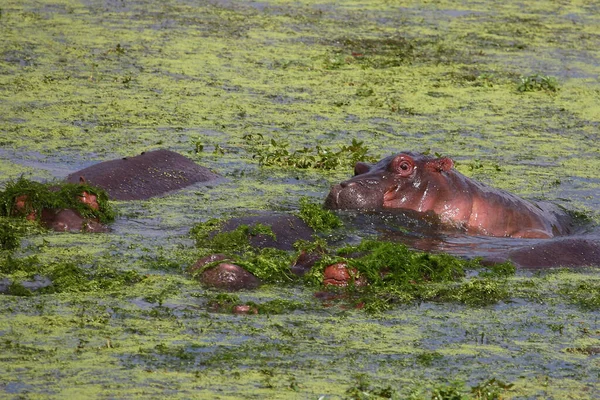 Flusspferd Hippopotamus Hippopotamus Amfibi — Stok fotoğraf