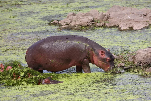 Flusspferd Ippopotamo Ippopotamo Anfibio — Foto Stock