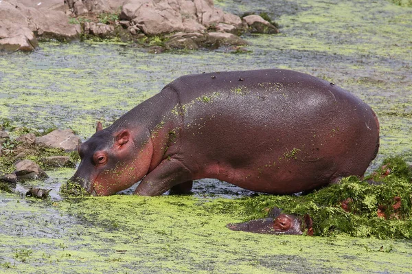 Flusspferd Nijlpaard Nijlpaard Nijlpaard Amfibie — Stockfoto