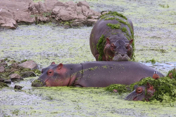 Flusspferd Hippopotamus Hippopotamus Amfibi — Stok fotoğraf