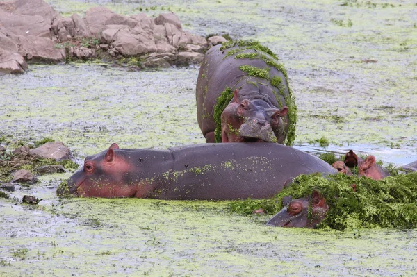Flusspferd Hippopotamus Hippopotamus Amphibius — стоковое фото