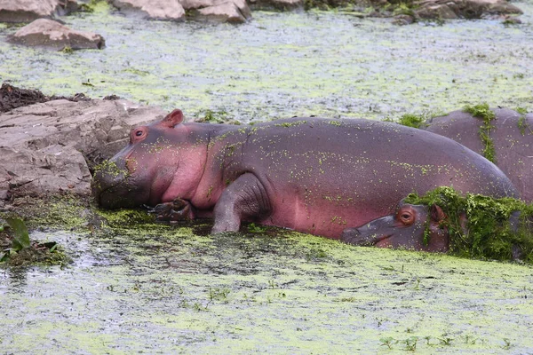 Flusspferd Hippopotamus Hippopotamus Amphibius — Foto de Stock