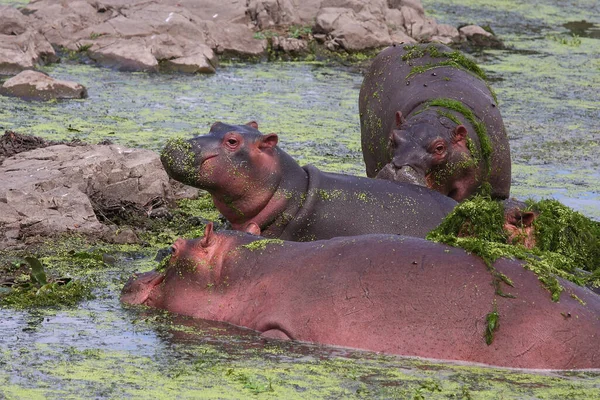 Flusspferd Ippopotamo Ippopotamo Anfibio — Foto Stock