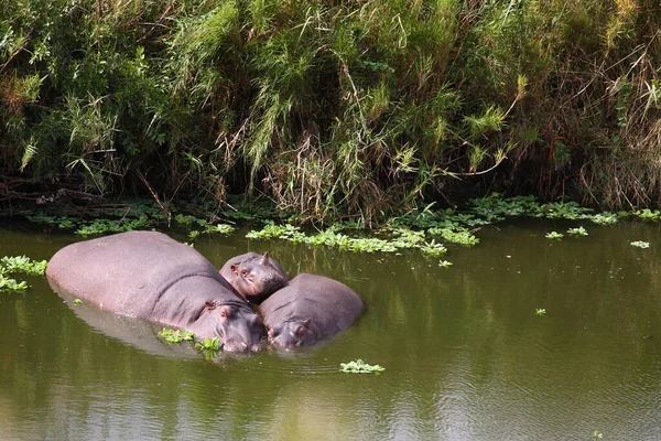 Flusspferd Hippopotamus Hippopotamus Amfibius — Fotografie, imagine de stoc