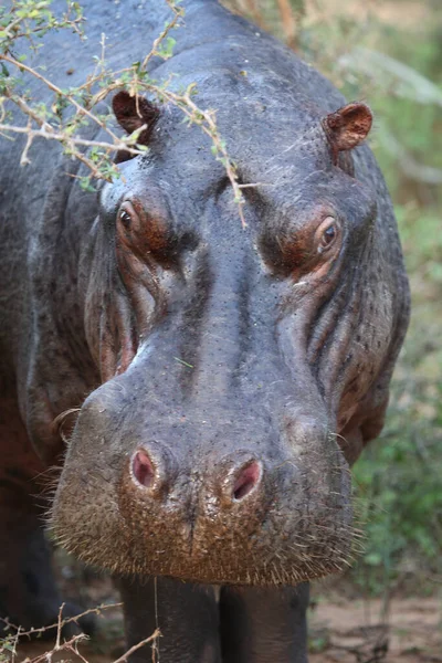 Flusspferd Hipopotam Hipopotam Amfibius — Zdjęcie stockowe