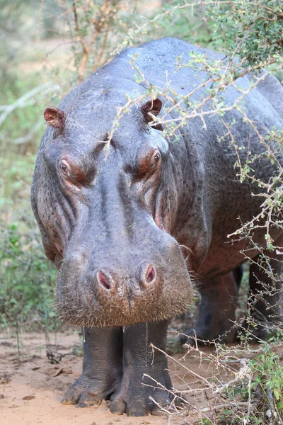 Flusspferd Hipopotam Hipopotam Amfibius — Zdjęcie stockowe