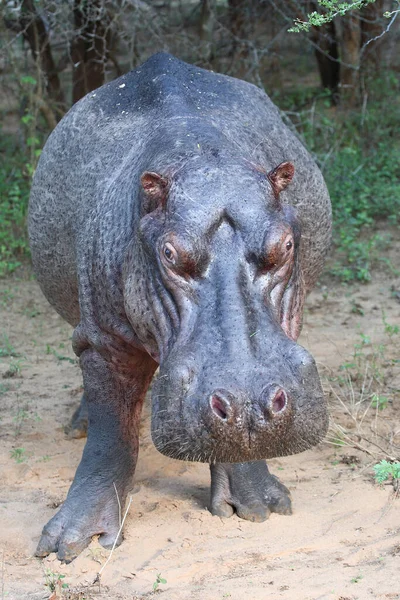 Flusspferd Hippopotamus Hippopotamus Kétéltűek — Stock Fotó