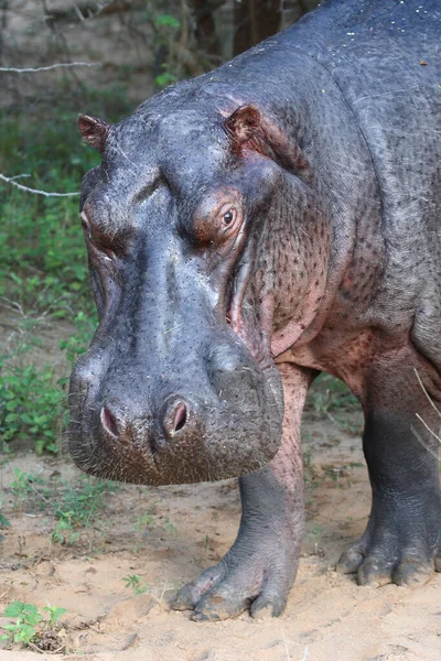 Flusspferd Hippopotamus Hippopotamus Amphibius —  Fotos de Stock