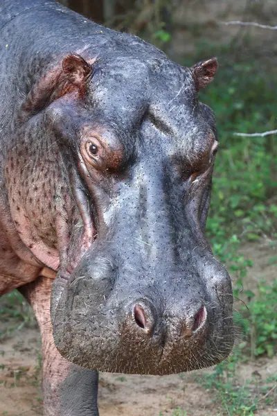 Flusspferd Hippopotamus Hippopotamus Amphibius —  Fotos de Stock