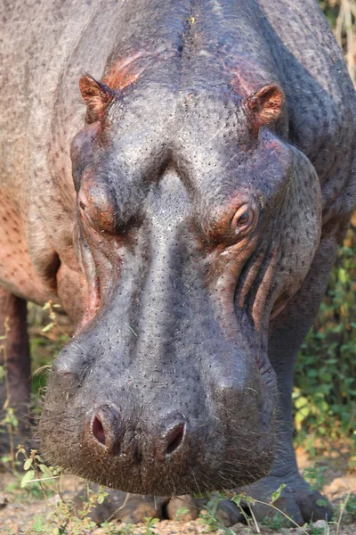 Flusspferd Nijlpaard Nijlpaard Nijlpaard Amfibie — Stockfoto