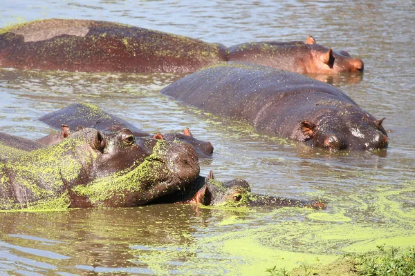 Flusspferd Ippopotamo Ippopotamo Anfibio — Foto Stock