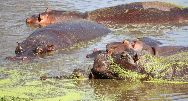 Flusspferd Hippopótamo Hippopótamo Anfíbio — Fotografia de Stock