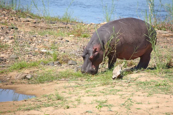 Flusspferd Hippopotame Hippopotame Amphibie — Photo