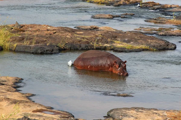 Flusspferd Hippopotamus Hippopotamus Kétéltűek — Stock Fotó